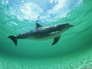 Плывущий дельфин фото